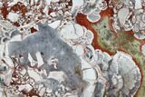 Polished Mushroom Jasper Slab - Arizona #184820-1